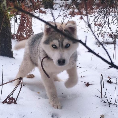 Максим Дулуб